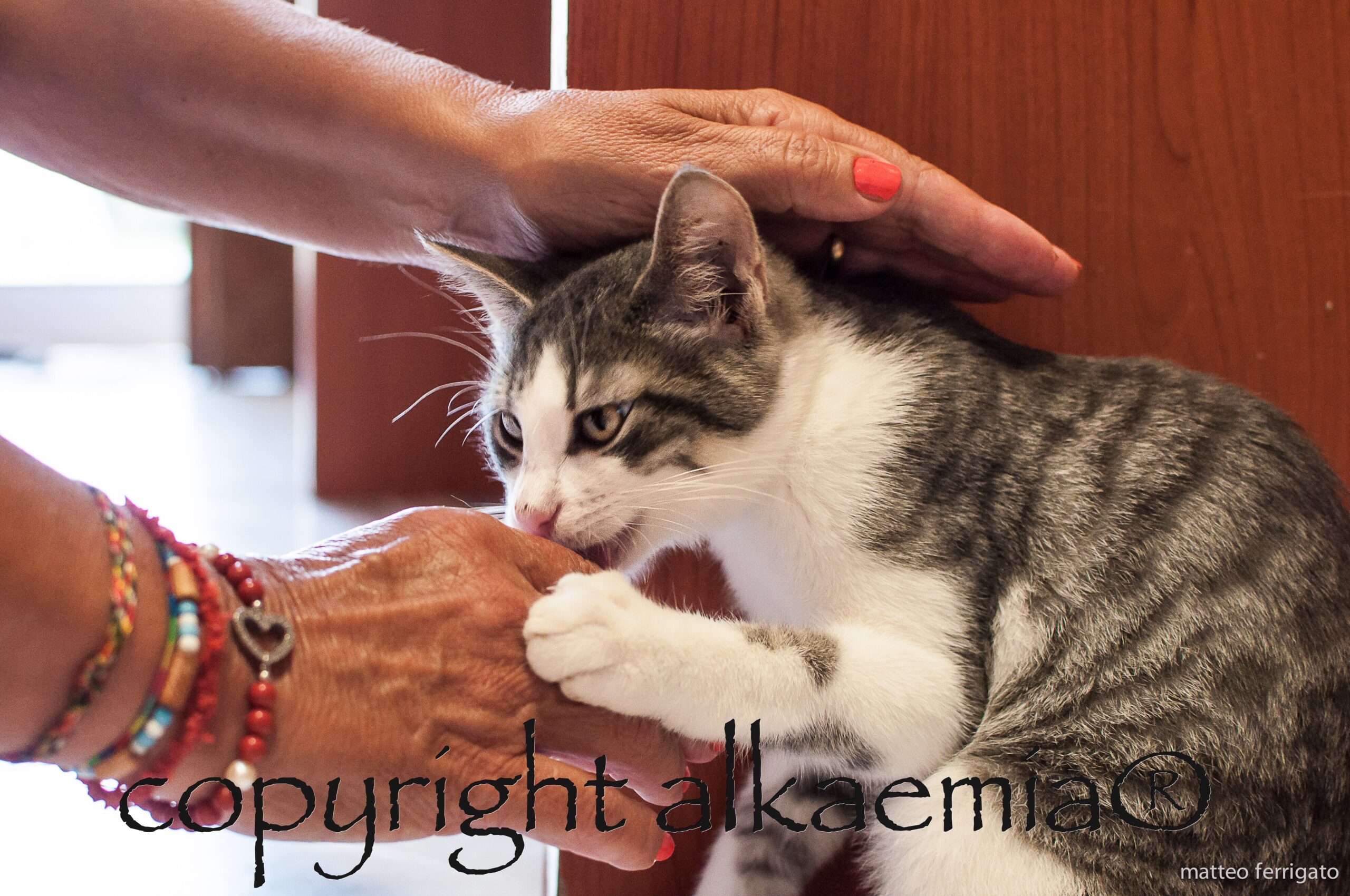 Medicina Reiki Gatto